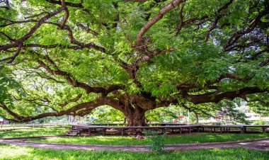 Dev Raintree Chamchuri 100 yaşından büyük, Kanchanaburi, Tayland