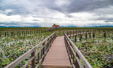 Sam Roi Yot tatlı su bataklığı, bataklığın üzerinden yürü, Bueng Bua tahta kaldırımı Sam Roi Yot milli parkı Prachuap Khiri Khan, Tayland