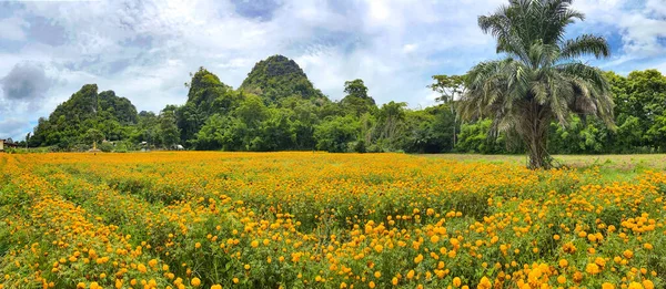 タイのカンチャナブリの花畑 — ストック写真