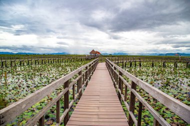 Sam Roi Yot tatlı su bataklığı, bataklığın üzerinden yürü, Bueng Bua tahta kaldırımı Sam Roi Yot milli parkı Prachuap Khiri Khan, Tayland
