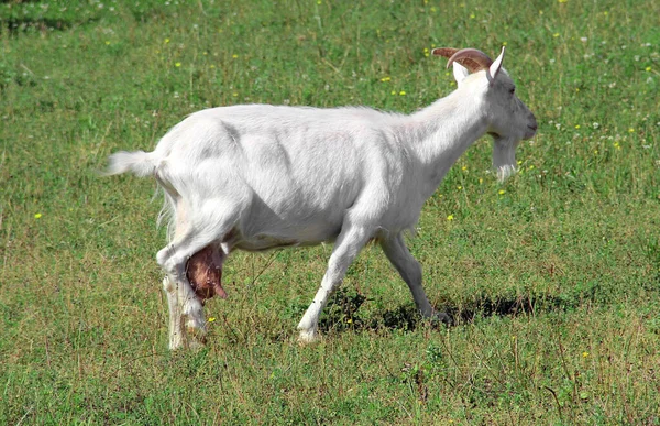 Dairy goat on a green meadow. Milk goat on the pasture.