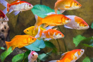 akvaryum balık yakın çekim camı