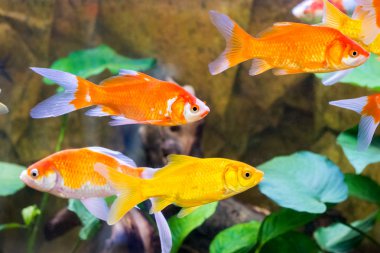 akvaryum balık yakın çekim camı