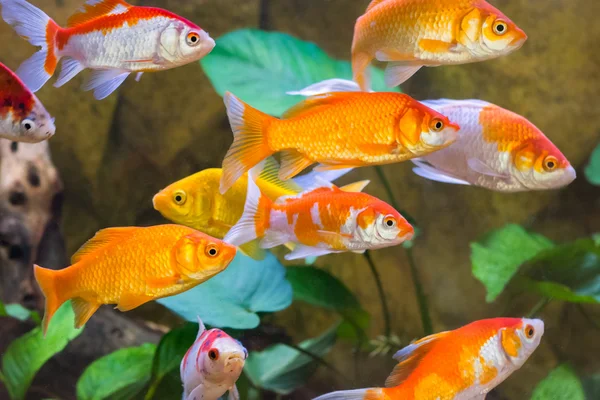 akvaryum balık yakın çekim camı