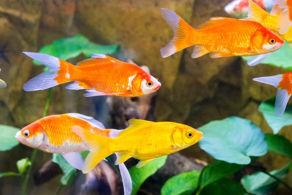 akvaryum balık yakın çekim camı