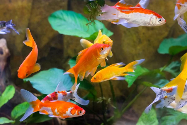 akvaryum balık yakın çekim camı