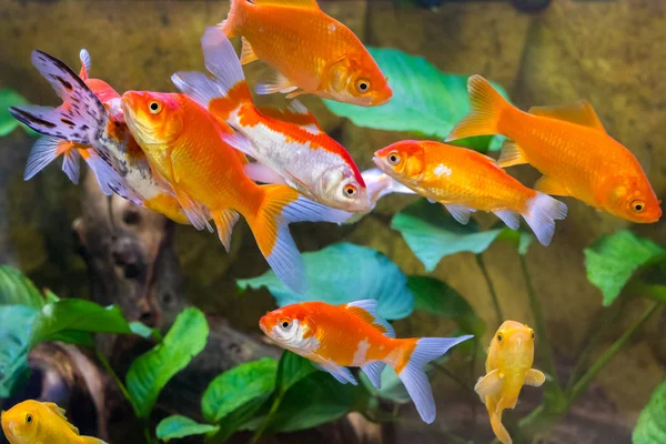 akvaryum balık yakın çekim camı