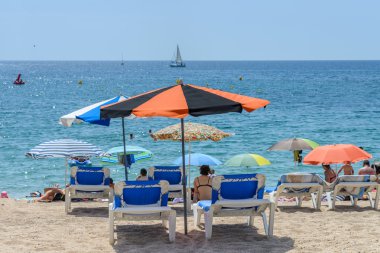 Sahildeki şempanzeler