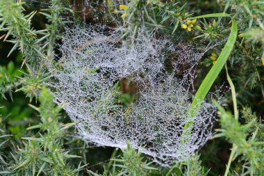 SpiderWeb fotoğrafı yakın çekim
