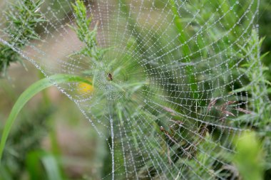 SpiderWeb fotoğrafı yakın çekim