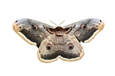 Kahverengi kelebek beyaz arka planda izole edilmiş.