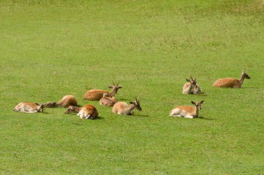 Bir geyik sürüsü çimenli bir tarlada uzanıyor. Sahne huzurlu ve huzurlu, hayvanların dinlenmesi ve sıcak havanın tadını çıkarması.