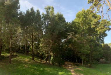 Önünde patika olan bir orman. Ağaçlar uzun ve yeşil, gökyüzü açık ve mavi. Seyircinin hayal edebileceği gibi manzara huzurlu ve huzurludur.
