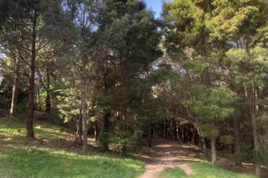 İçinden toprak yol geçen bir orman. Ağaçlar uzun ve yeşil, gökyüzü berrak ve parlak. Manzara huzurlu ve huzurlu, ormanın doğal güzelliğiyle