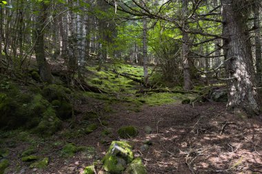 Yeşil ormanın manzarası yerde yosun yetişiyor, doğa