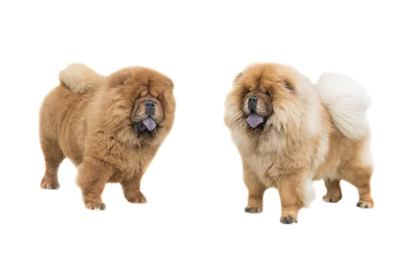 Chow Chow isolated on a white background — Stock Photo, Image