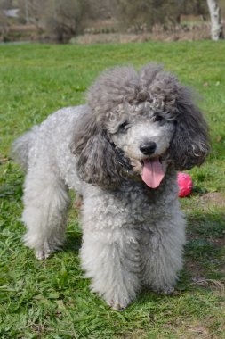 sokakta oynayan fino köpeği