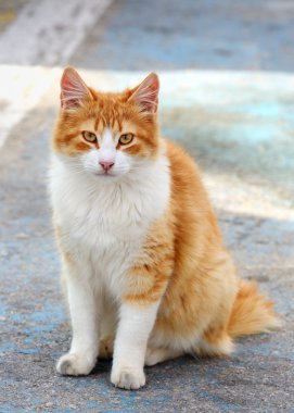 Kırmızı kedi oturan