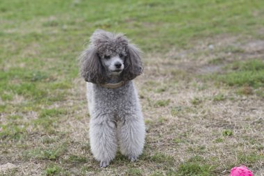 sokakta oynayan fino köpeği