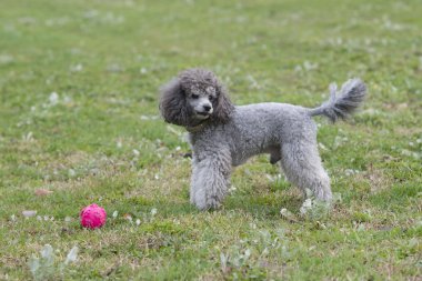 sokakta oynayan fino köpeği