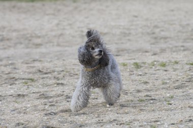 sokakta oynayan fino köpeği