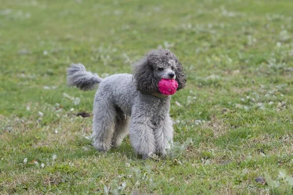 sokakta oynayan fino köpeği