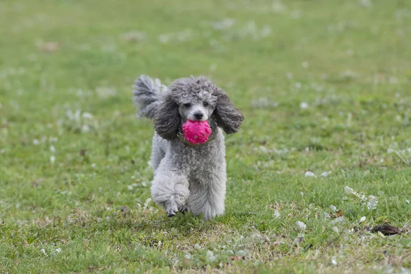 Sokakta oynayan fino köpeği — Stok fotoğraf