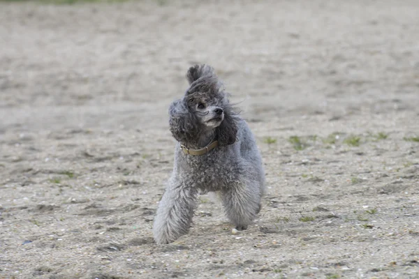 Caniche jugando en la calle — Foto de Stock