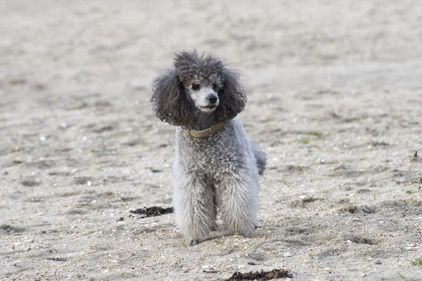 Sokakta oynayan fino köpeği — Stok fotoğraf