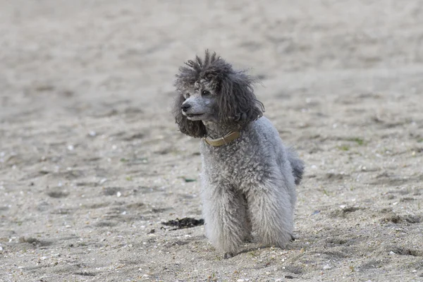 Sokakta oynayan fino köpeği — Stok fotoğraf