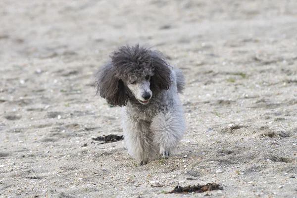 Sokakta oynayan fino köpeği — Stok fotoğraf