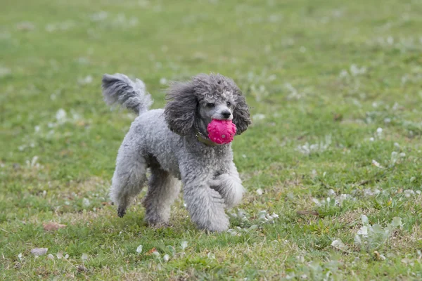 Sokakta oynayan fino köpeği — Stok fotoğraf