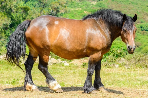 Cavalo no prado — Fotografia de Stock