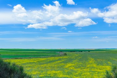 arka plan mavi gökyüzü, yeşil sahada