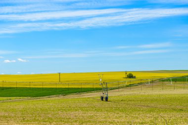 arka plan mavi gökyüzü, yeşil sahada