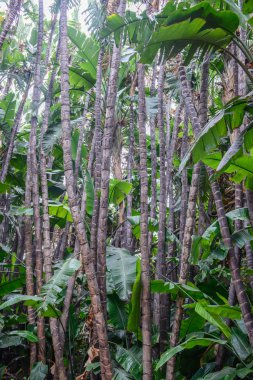 görünümü, tropikal bitki