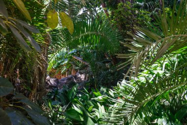 görünümü, tropikal bitki