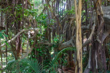 görünümü, tropikal bitki