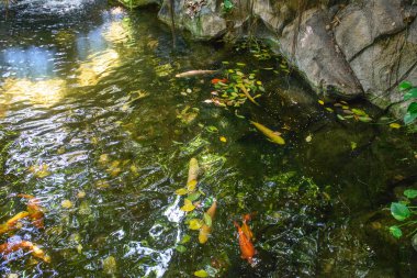 görünümü, tropikal bitki