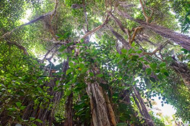 görünümü, tropikal bitki