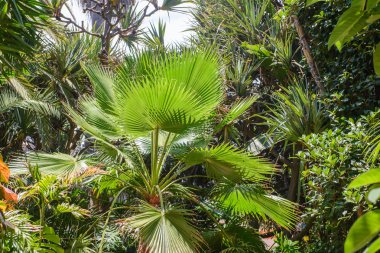 görünümü, tropikal bitki