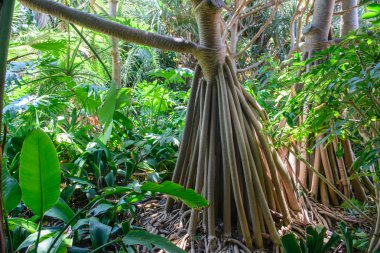 görünümü, tropikal bitki