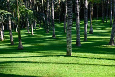 görünümü, tropikal bitki