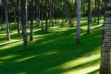görünümü, tropikal bitki