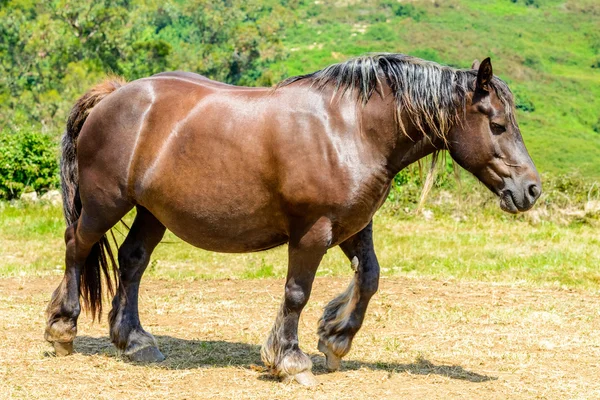 Cavalo no prado — Fotografia de Stock