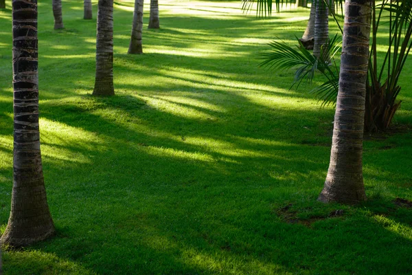 Vista sulla vegetazione tropicale — Foto Stock