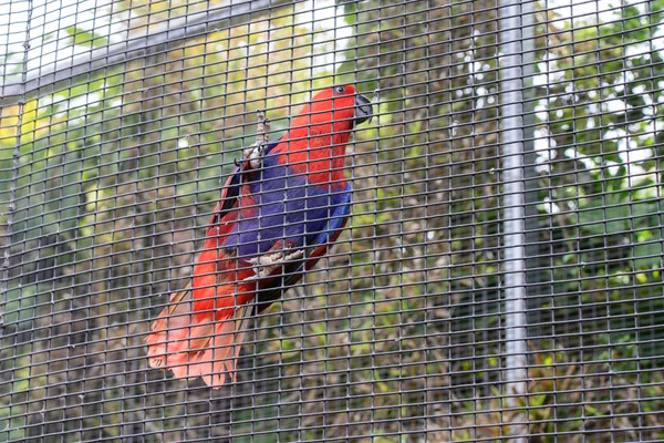 Papoušci v parku — Stock fotografie
