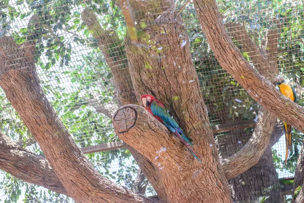 Papagájok fényképezett egy parkban — Stock Fotó