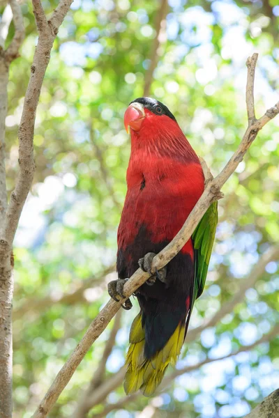 Papagaios fotografados em um parque — Fotografia de Stock