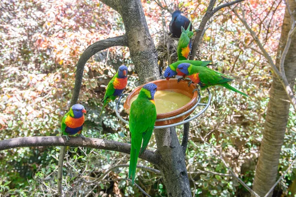 Papageien im Park fotografiert — Stockfoto